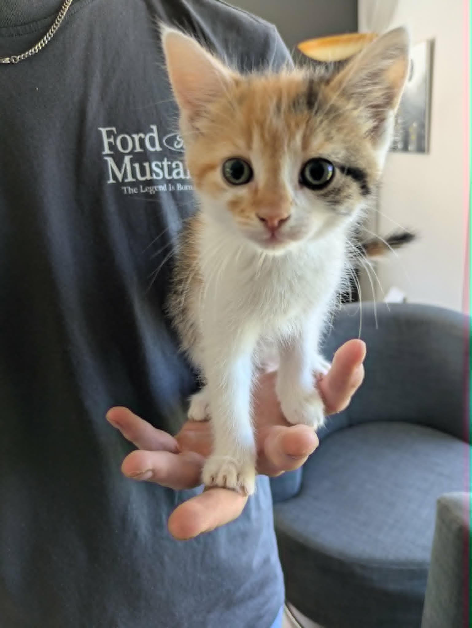Chaton roux tenu dans les mains