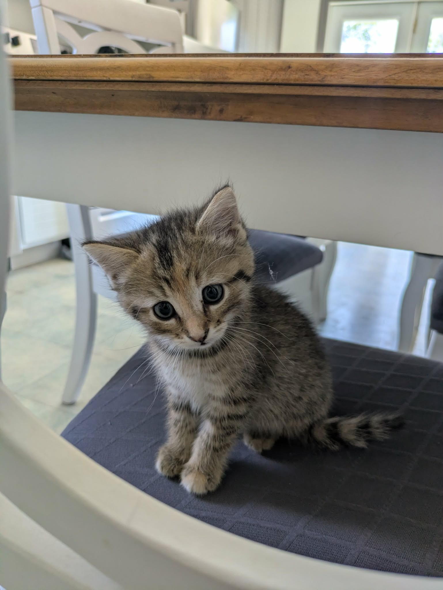 Chaton tigré assis sur une chaise