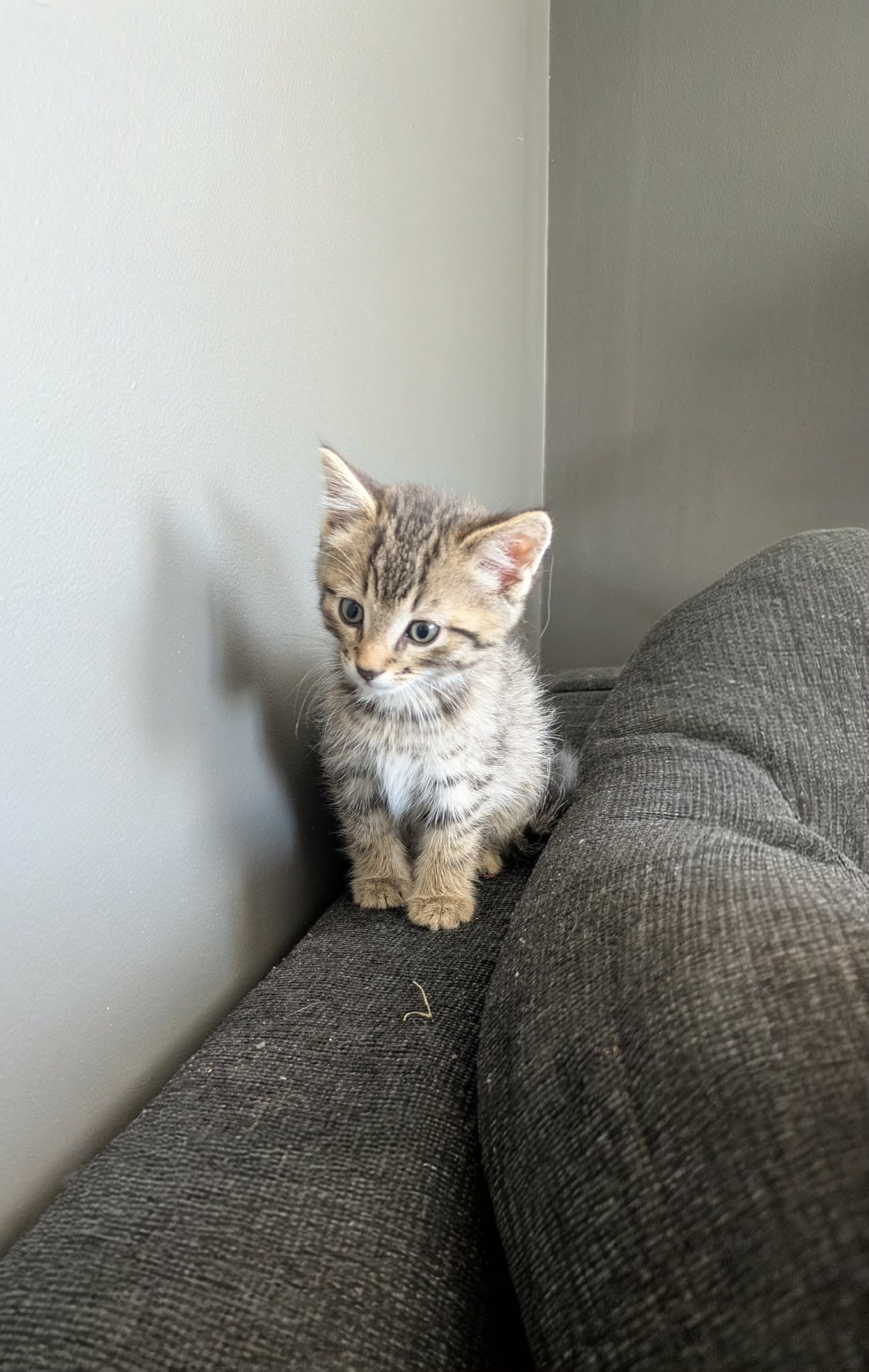 Simba